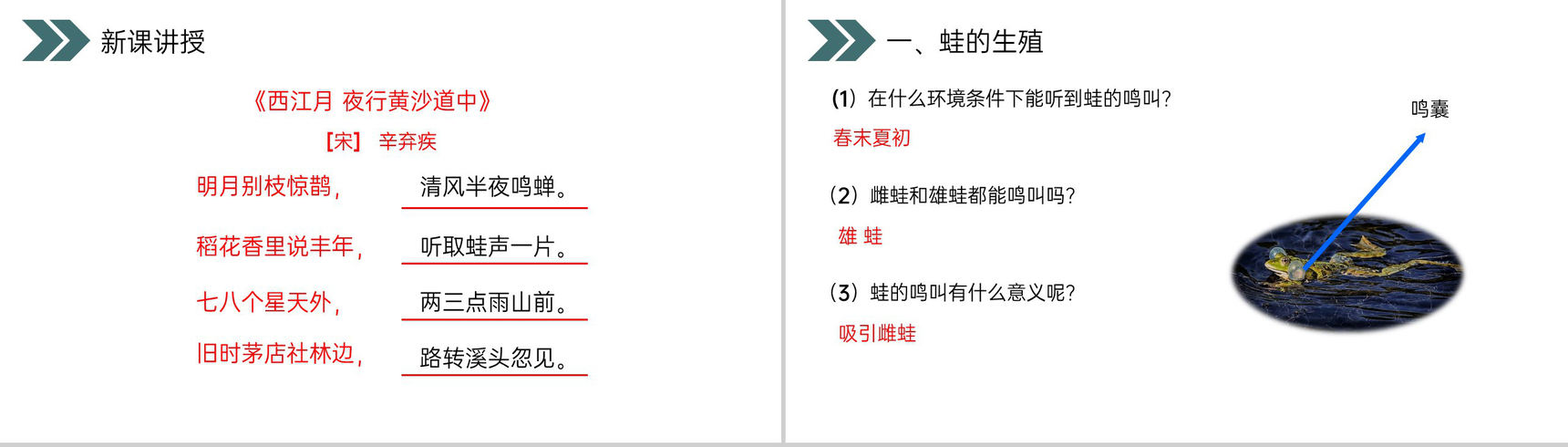 《两栖动物的生殖和发育》人教版初中生物八年级初二下册PPT课件-6