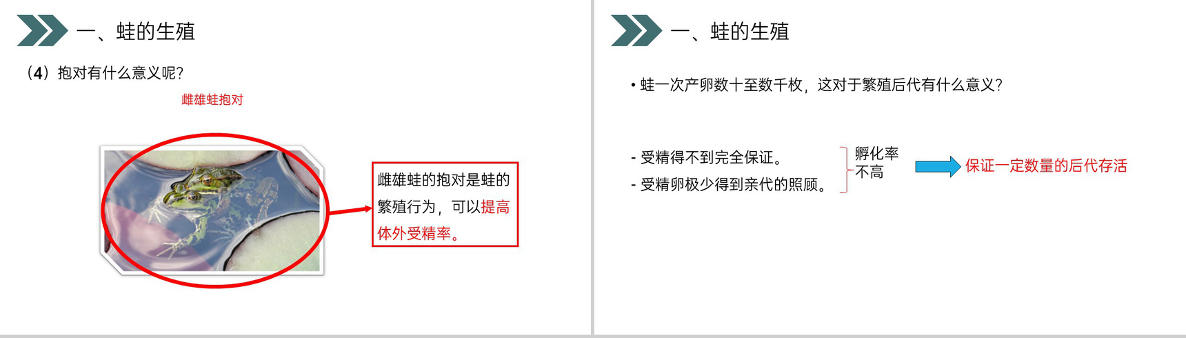 《两栖动物的生殖和发育》人教版初中生物八年级初二下册PPT课件-7