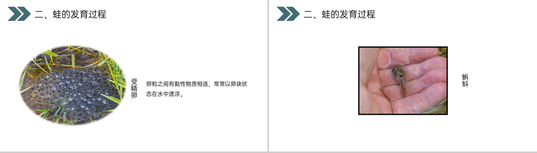 《两栖动物的生殖和发育》人教版初中生物八年级初二下册PPT课件-8