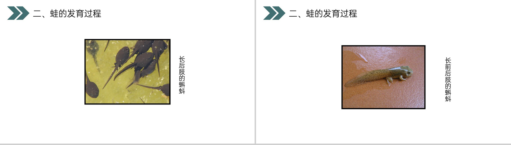 《两栖动物的生殖和发育》人教版初中生物八年级初二下册PPT课件-9