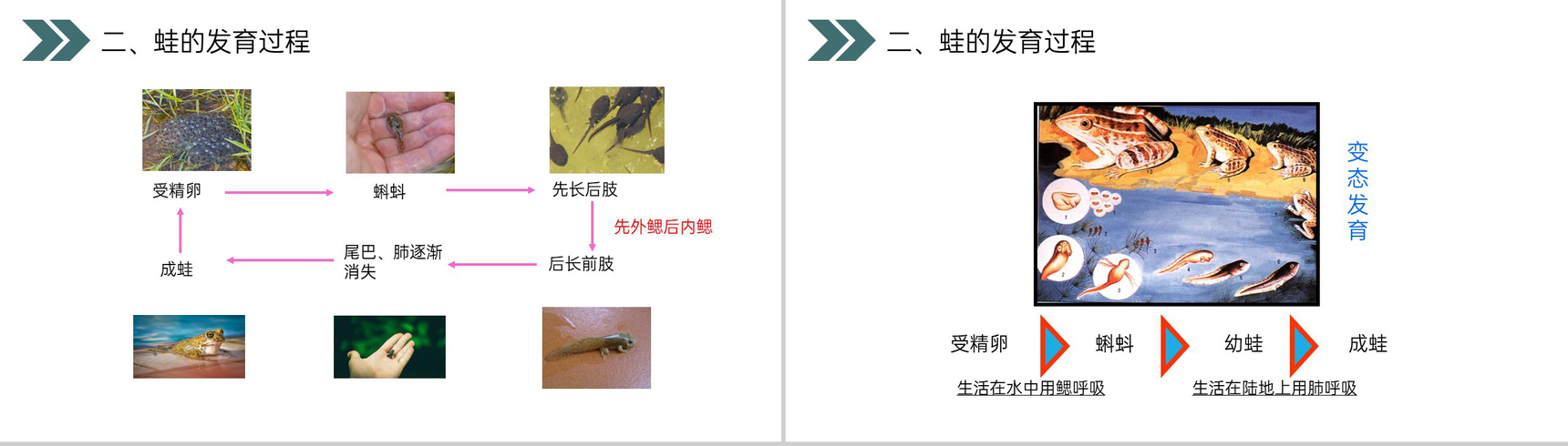 《两栖动物的生殖和发育》人教版初中生物八年级初二下册PPT课件-11