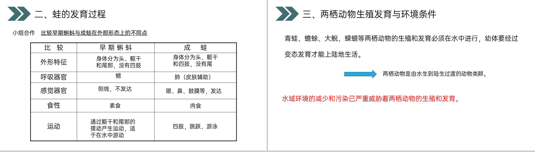 《两栖动物的生殖和发育》人教版初中生物八年级初二下册PPT课件-12