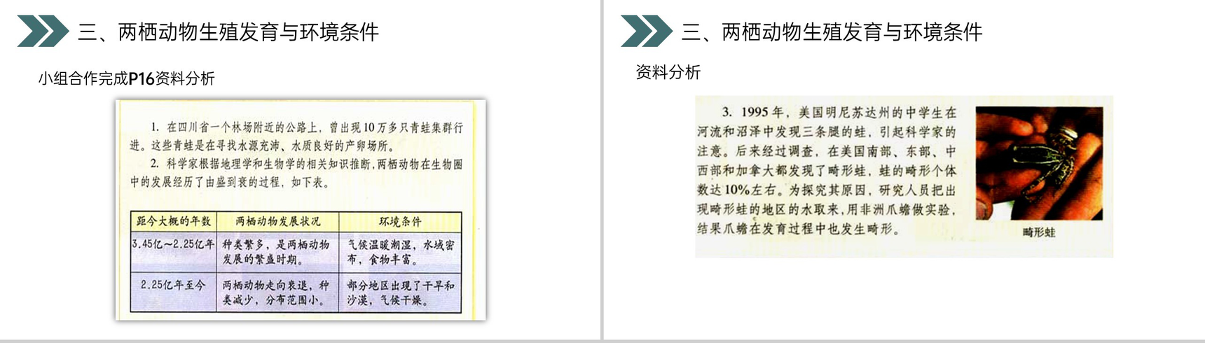《两栖动物的生殖和发育》人教版初中生物八年级初二下册PPT课件-13