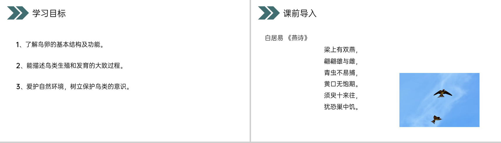 《鸟的生殖和发育》人教版初中生物八年级初二下册PPT课件-2
