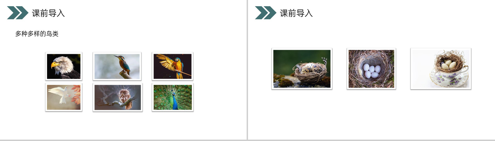 《鸟的生殖和发育》人教版初中生物八年级初二下册PPT课件-3