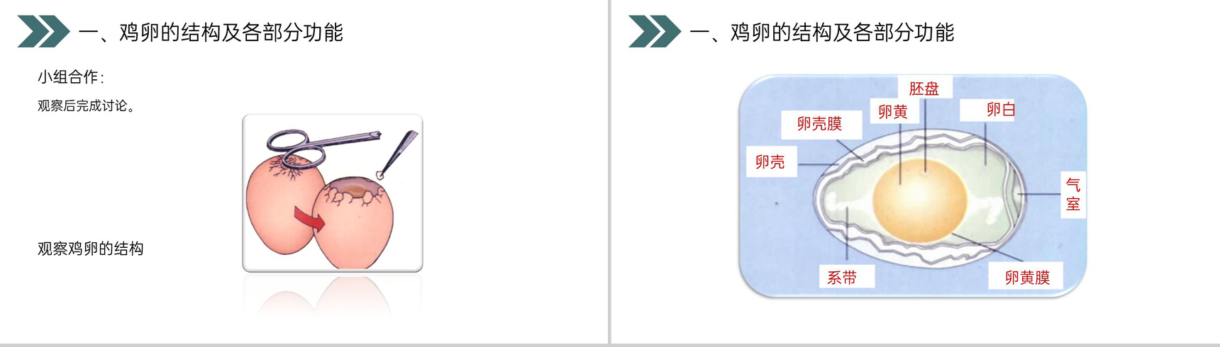 《鸟的生殖和发育》人教版初中生物八年级初二下册PPT课件-4