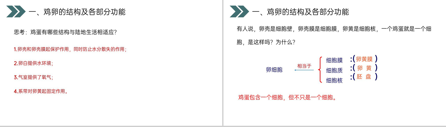 《鸟的生殖和发育》人教版初中生物八年级初二下册PPT课件-6