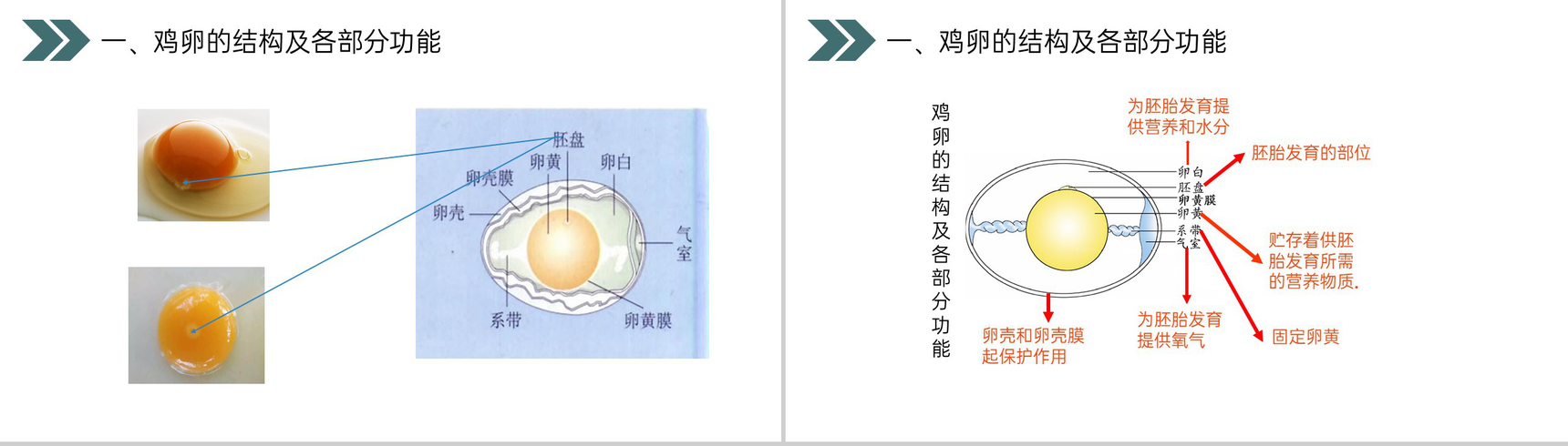 《鸟的生殖和发育》人教版初中生物八年级初二下册PPT课件-5
