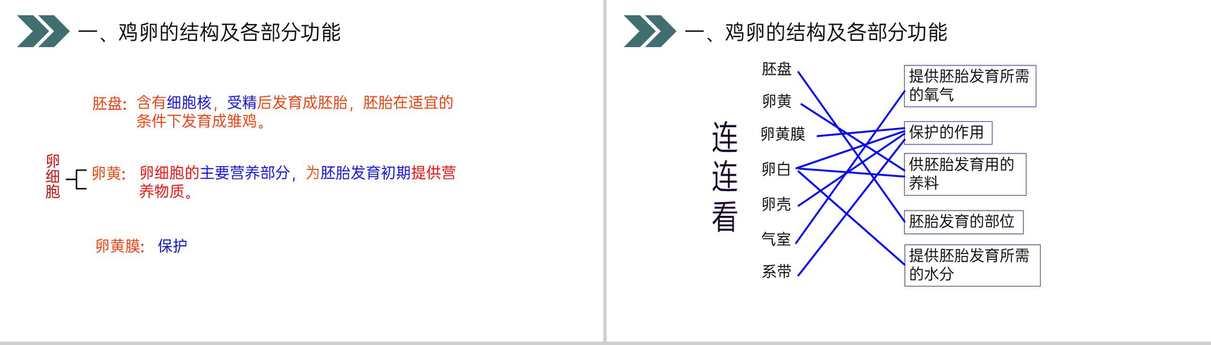 《鸟的生殖和发育》人教版初中生物八年级初二下册PPT课件-7