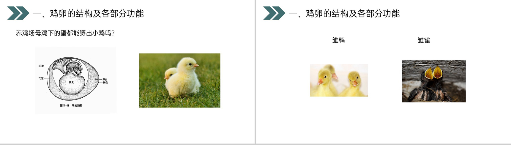 《鸟的生殖和发育》人教版初中生物八年级初二下册PPT课件-9