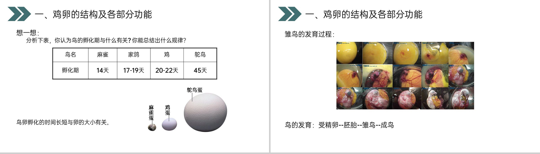 《鸟的生殖和发育》人教版初中生物八年级初二下册PPT课件-8