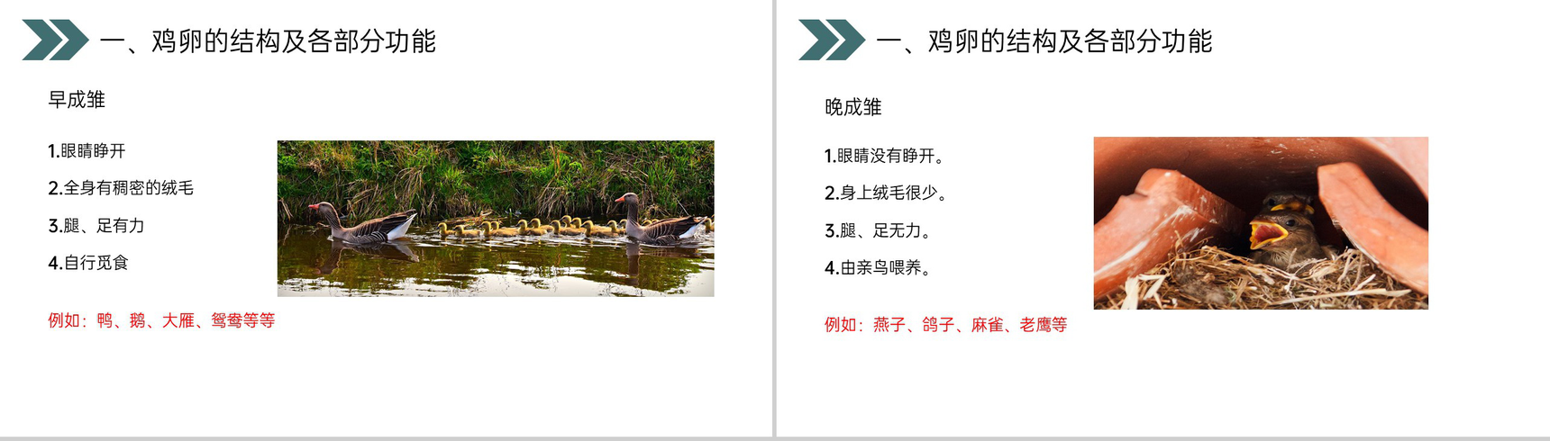 《鸟的生殖和发育》人教版初中生物八年级初二下册PPT课件-10