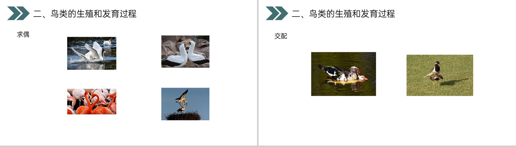 《鸟的生殖和发育》人教版初中生物八年级初二下册PPT课件-11