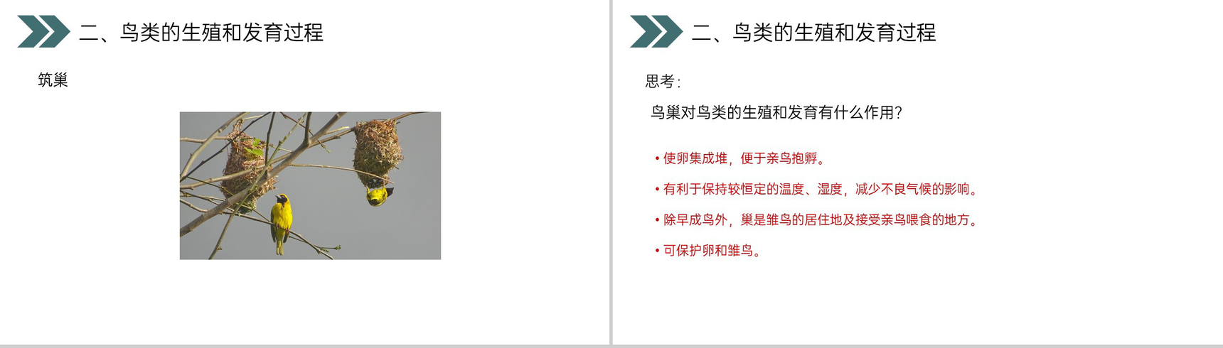 《鸟的生殖和发育》人教版初中生物八年级初二下册PPT课件-12