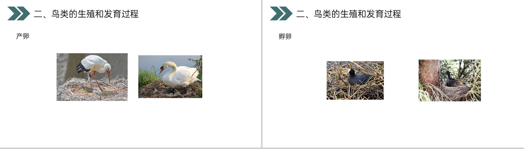 《鸟的生殖和发育》人教版初中生物八年级初二下册PPT课件-13