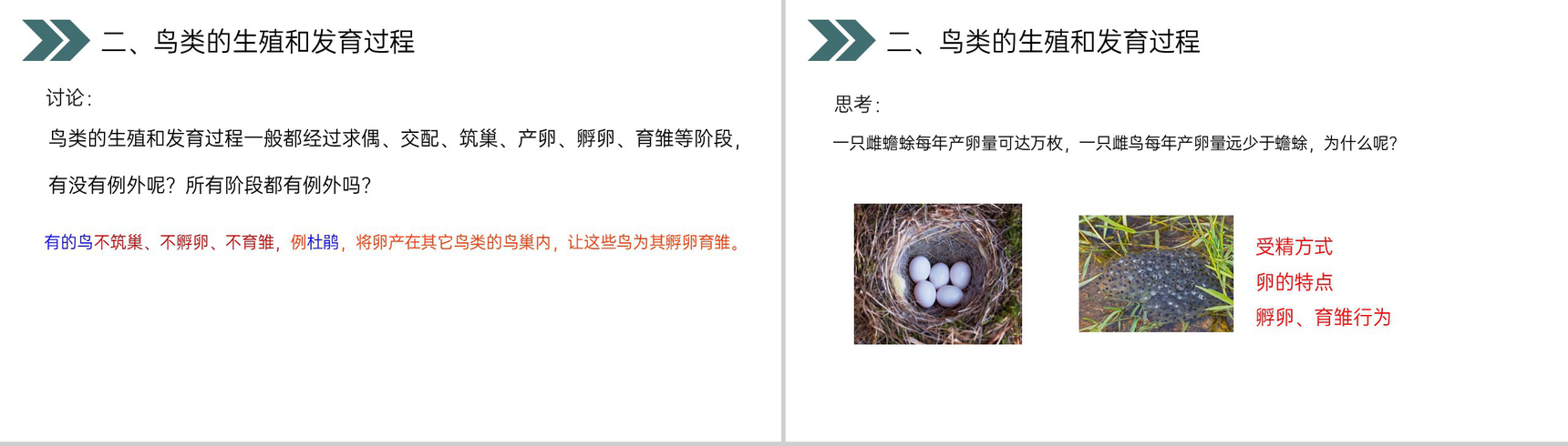 《鸟的生殖和发育》人教版初中生物八年级初二下册PPT课件-15