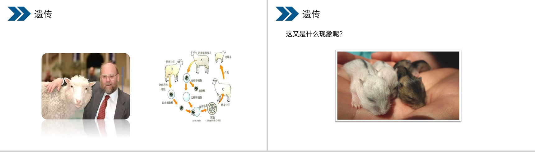 《生物的遗传和变异(基因控制生物的性状)》人教版初中生物八年级初二下册PPT课件-3