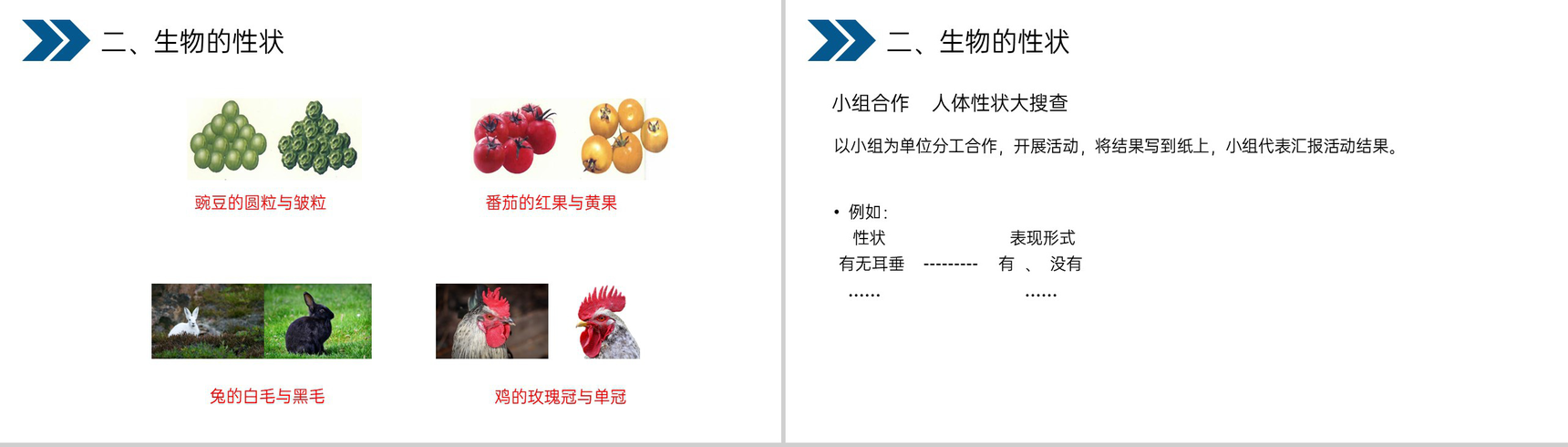 《生物的遗传和变异(基因控制生物的性状)》人教版初中生物八年级初二下册PPT课件-5