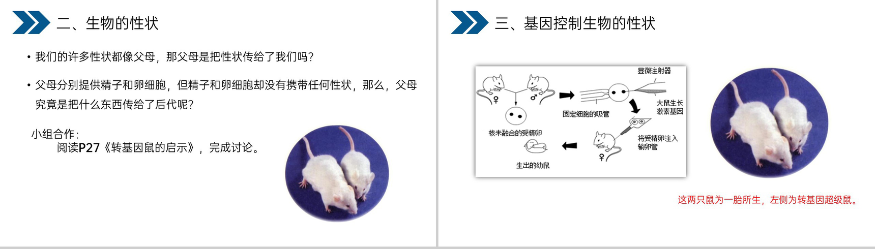 《生物的遗传和变异(基因控制生物的性状)》人教版初中生物八年级初二下册PPT课件-10