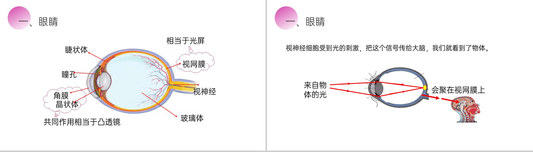 《眼睛和眼镜》人教版八年级初二物理上册PPT课件-3