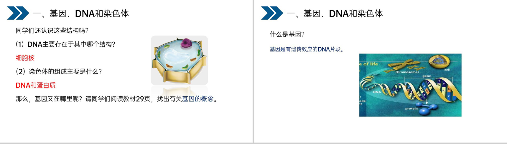 《生物的遗传和变异(基因在亲子代间的传递)》人教版初中生物八年级初二下册PPT课件-4