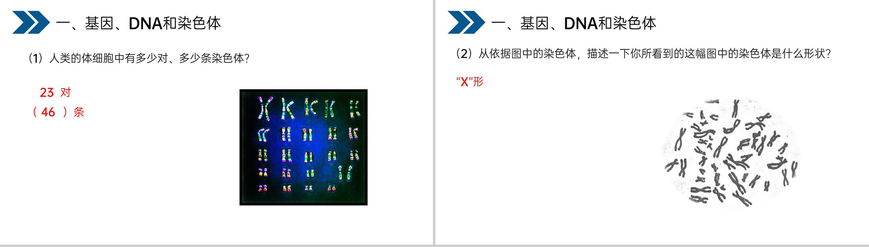 《生物的遗传和变异(基因在亲子代间的传递)》人教版初中生物八年级初二下册PPT课件-6