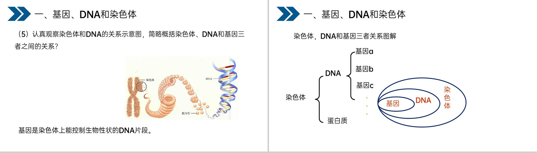 《生物的遗传和变异(基因在亲子代间的传递)》人教版初中生物八年级初二下册PPT课件-8