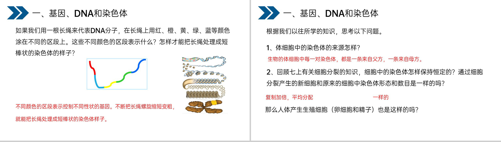 《生物的遗传和变异(基因在亲子代间的传递)》人教版初中生物八年级初二下册PPT课件-9
