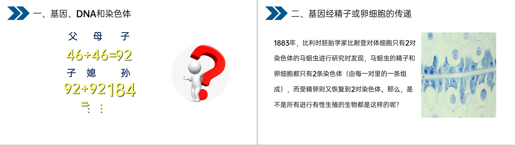 《生物的遗传和变异(基因在亲子代间的传递)》人教版初中生物八年级初二下册PPT课件-10