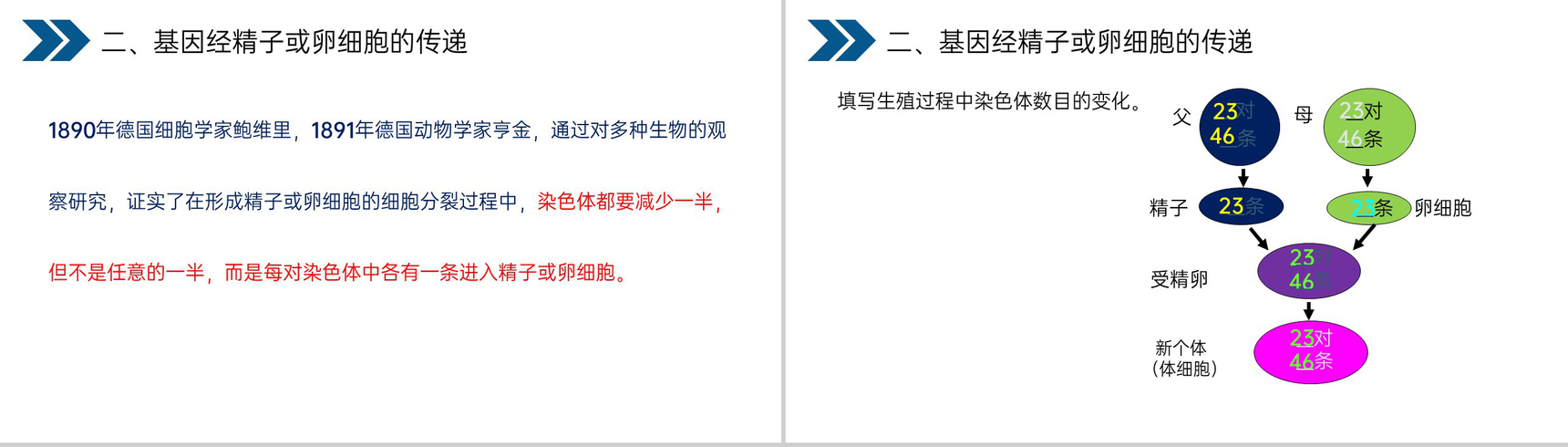 《生物的遗传和变异(基因在亲子代间的传递)》人教版初中生物八年级初二下册PPT课件-11
