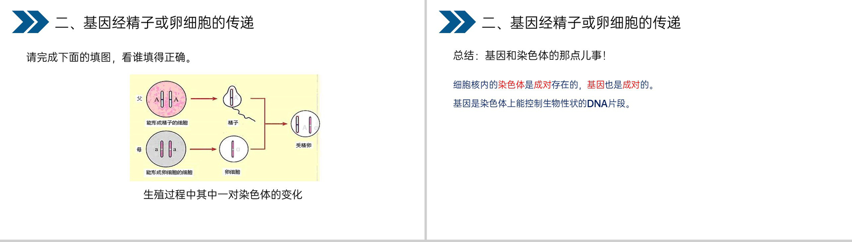 《生物的遗传和变异(基因在亲子代间的传递)》人教版初中生物八年级初二下册PPT课件-13