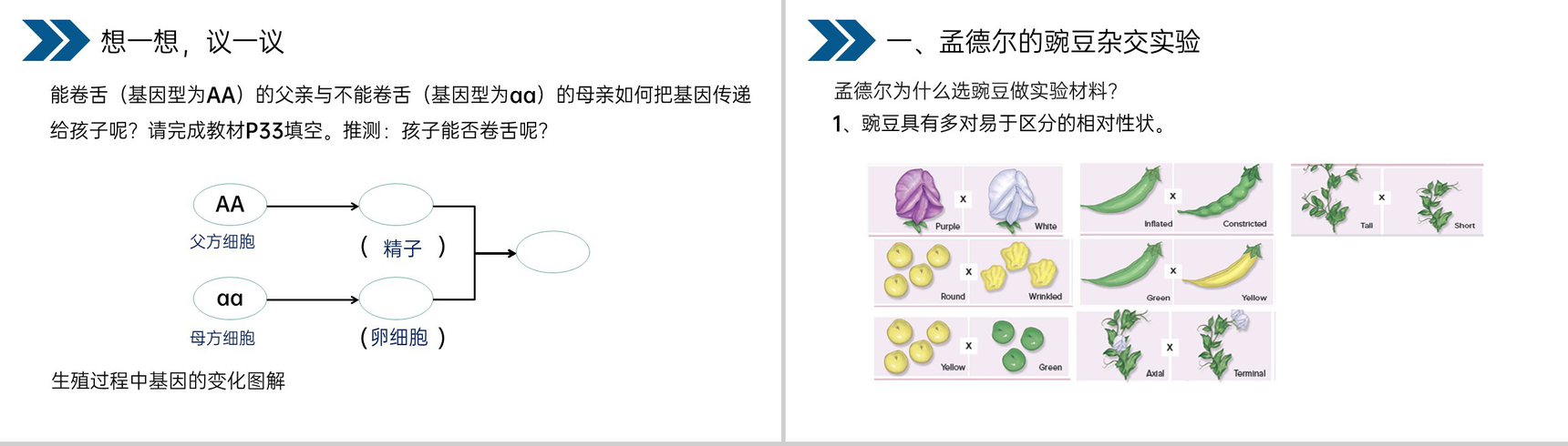 《生物的遗传和变异(基因的显性和隐性)》人教版初中生物八年级初二下册PPT课件-3