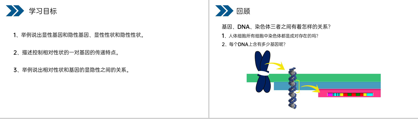 《生物的遗传和变异(基因的显性和隐性)》人教版初中生物八年级初二下册PPT课件-2