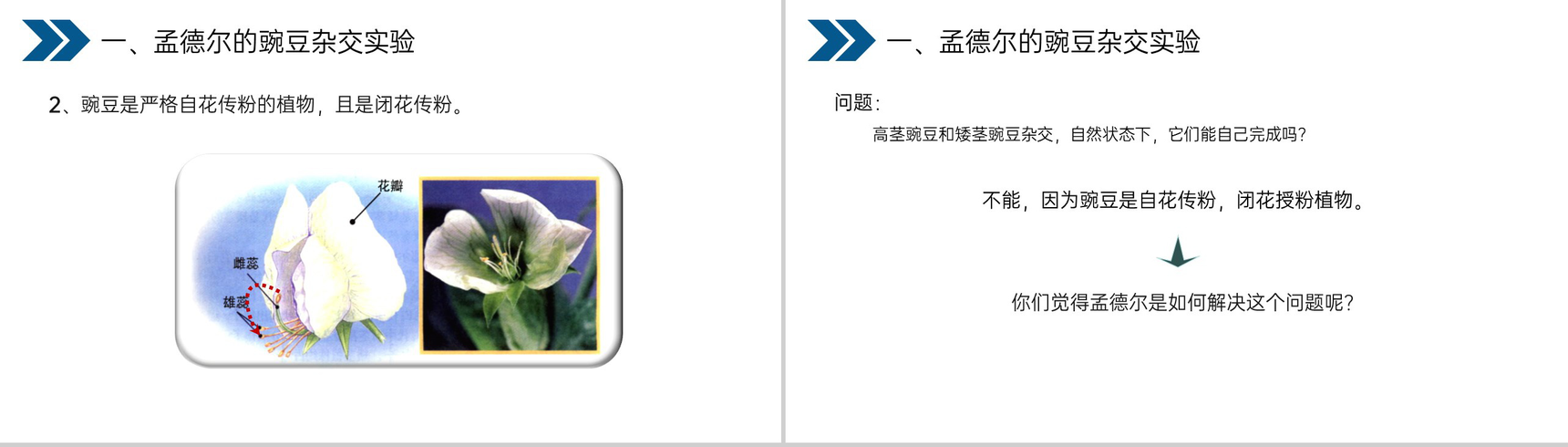 《生物的遗传和变异(基因的显性和隐性)》人教版初中生物八年级初二下册PPT课件-4
