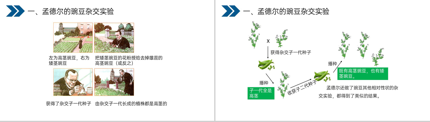 《生物的遗传和变异(基因的显性和隐性)》人教版初中生物八年级初二下册PPT课件-6