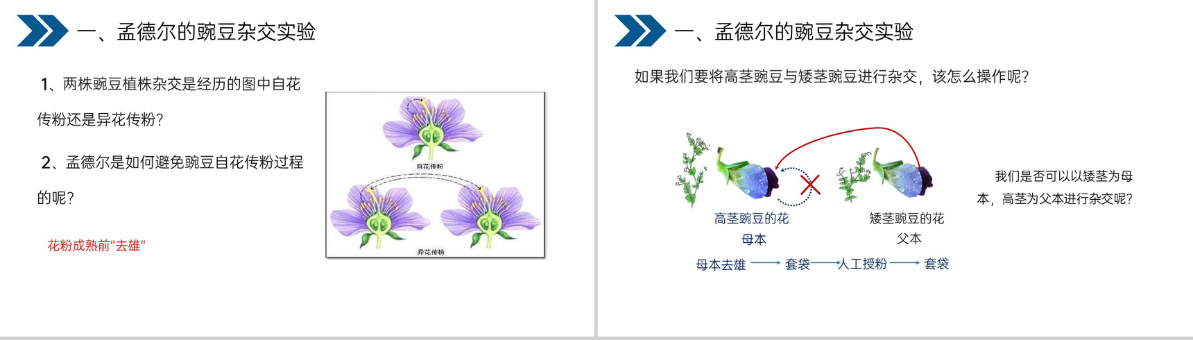 《生物的遗传和变异(基因的显性和隐性)》人教版初中生物八年级初二下册PPT课件-5