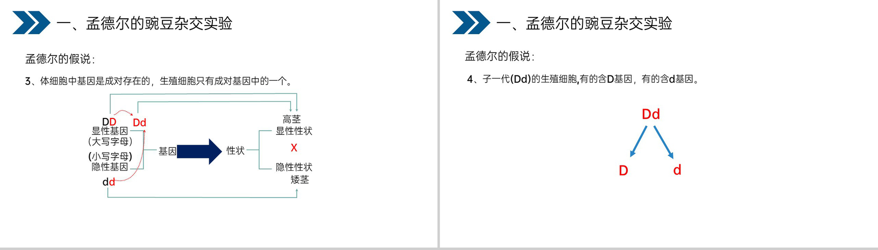 《生物的遗传和变异(基因的显性和隐性)》人教版初中生物八年级初二下册PPT课件-8