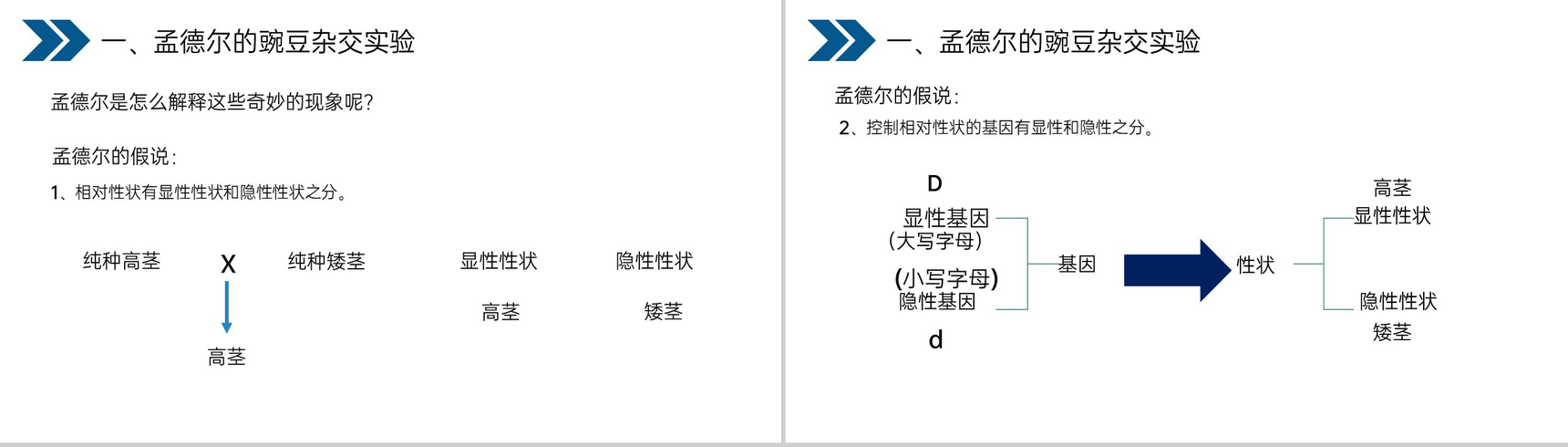 《生物的遗传和变异(基因的显性和隐性)》人教版初中生物八年级初二下册PPT课件-7