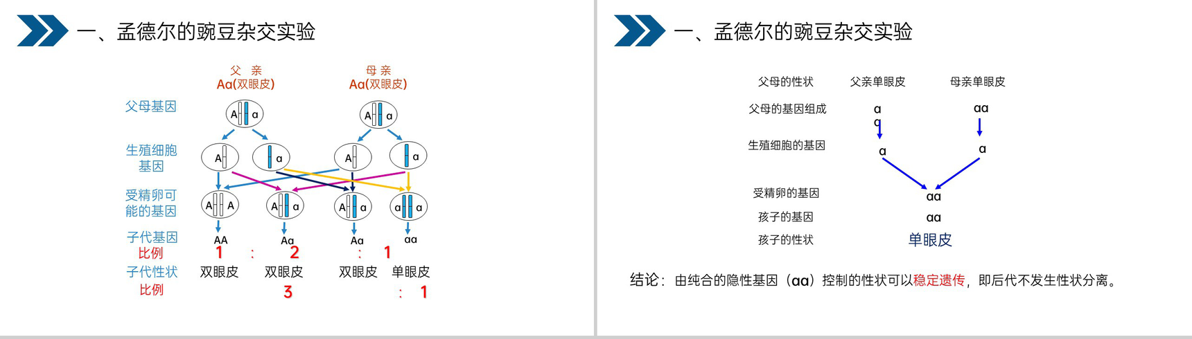 《生物的遗传和变异(基因的显性和隐性)》人教版初中生物八年级初二下册PPT课件-11