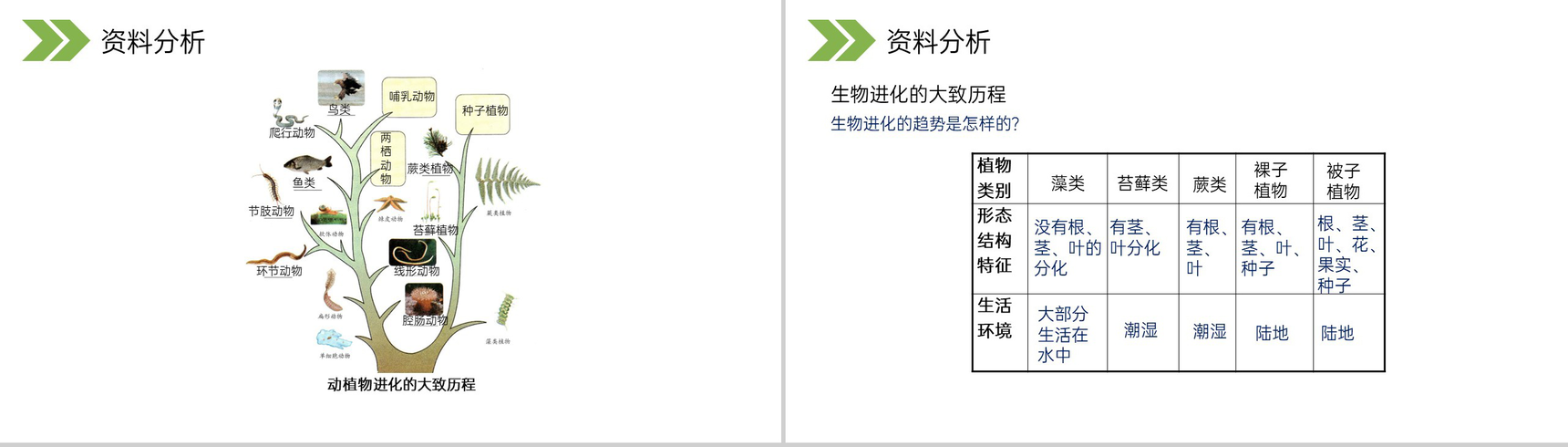 《生物进化的历程》人教版初中生物八年级初二下册PPT课件-8
