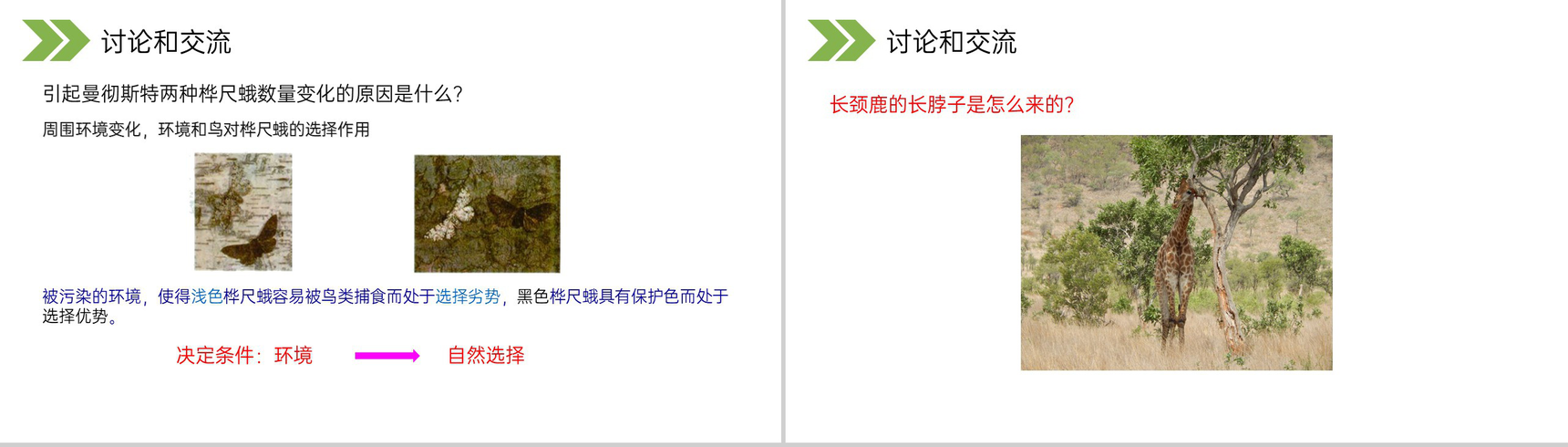 《生物进化的原因》人教版初中生物八年级初二下册PPT课件-12