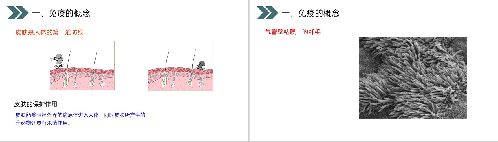 《免疫与计划免疫》人教版初中生物八年级初二下册PPT课件-3