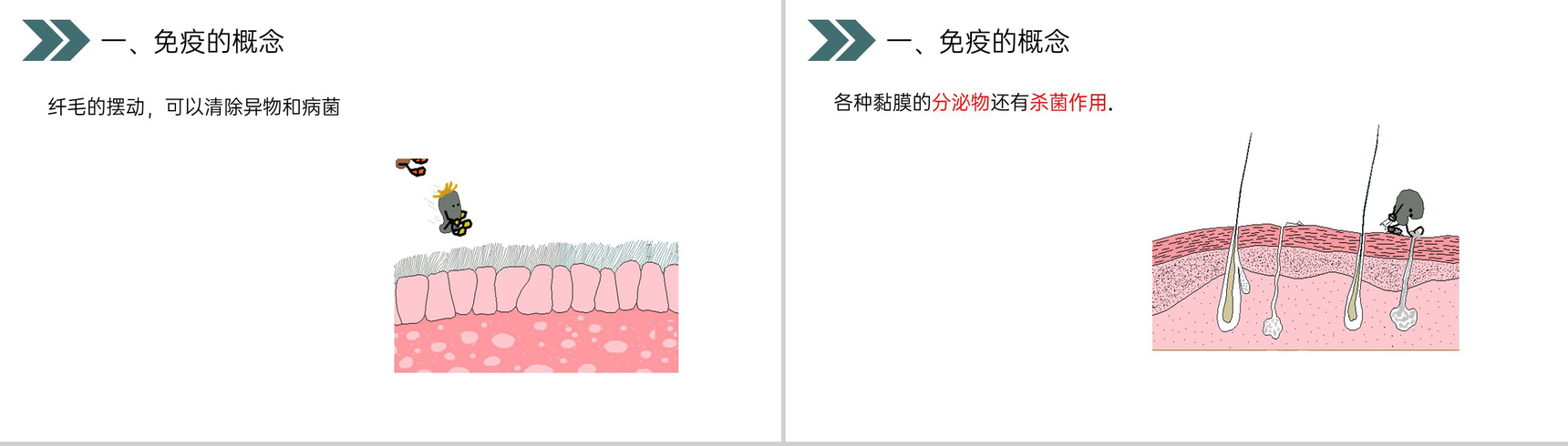 《免疫与计划免疫》人教版初中生物八年级初二下册PPT课件-4