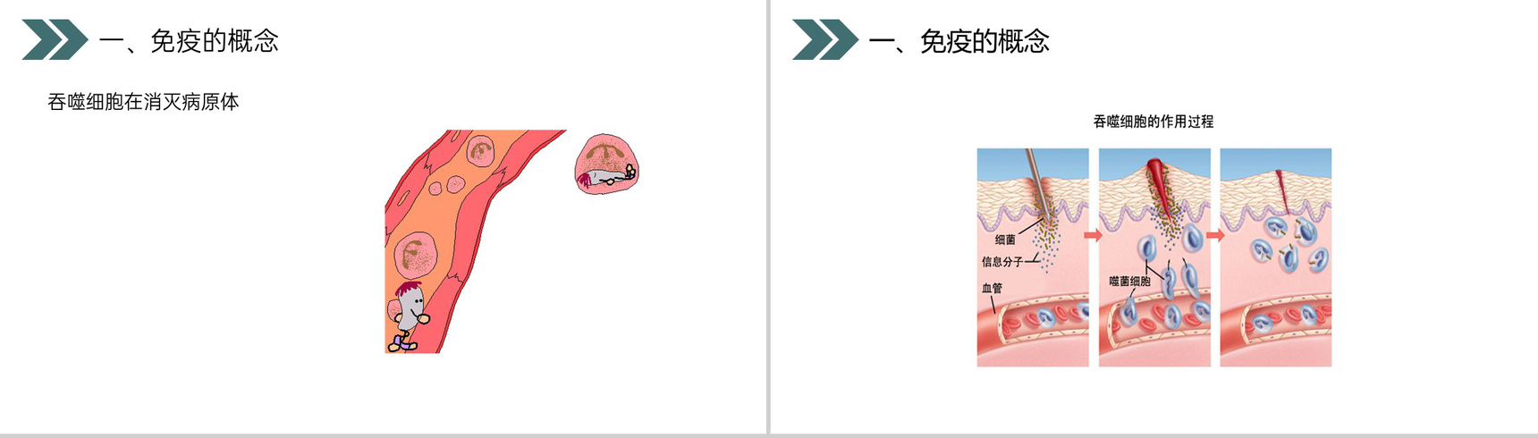 《免疫与计划免疫》人教版初中生物八年级初二下册PPT课件-7