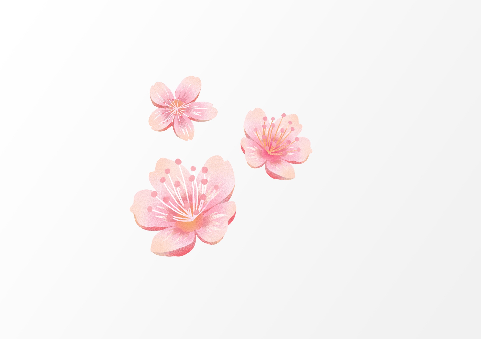 粉色樱花黛粉的花瓣春天的樱花海.jpg